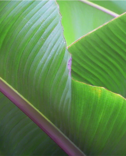 Digitally painted leaf from Costa Rica