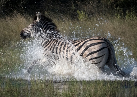 zebra, Botswana