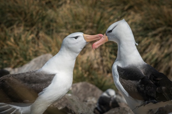 Sooty browed Albatross on South Georgia Islands