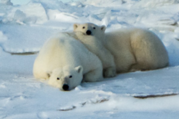 Polar bear with cub near Churchill, Manitoba